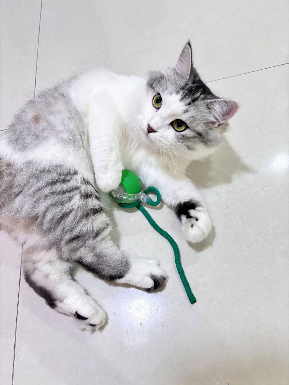 Interactive Cat Toy Ball